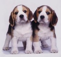 /album/para-os-amantes-de-cachorros/images-4-jpg1/